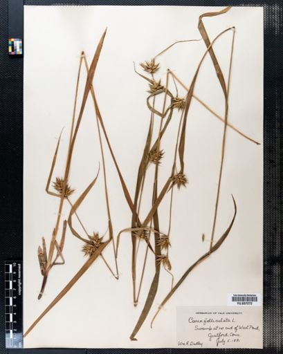 Carex folliculata