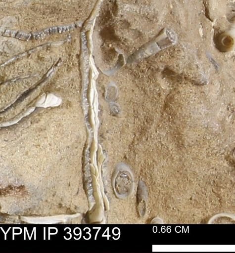 undet. Serpulidae