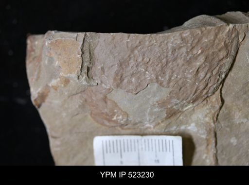 undet. Arthropoda