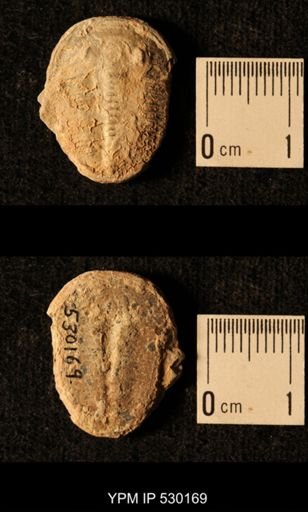 Elrathia kingi