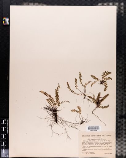 Asplenium viride
