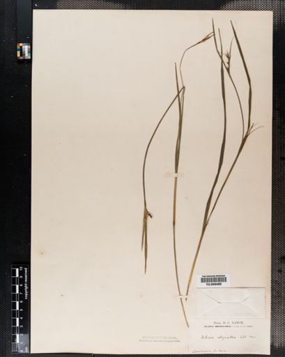 Scleria oligantha