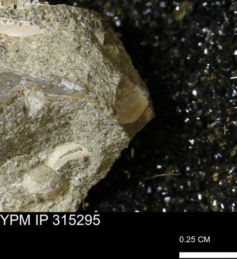 undet. Mollusca