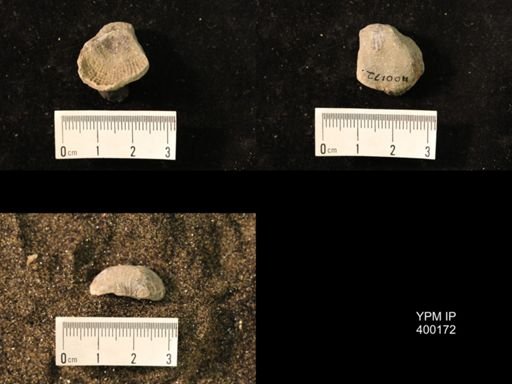 Marginifera lasallensis