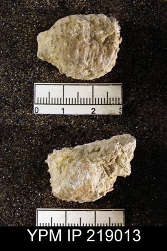 Dictyoclostus portlockianus var. crassicostatus