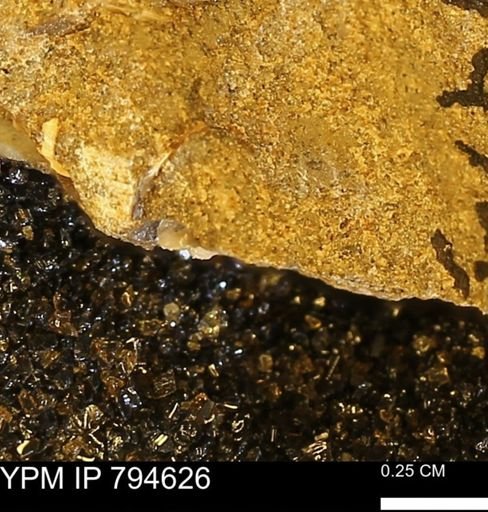 undet. Bivalvia