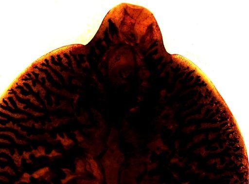 Fasciola hepatica
