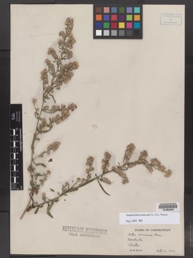 Symphyotrichum tradescantii
