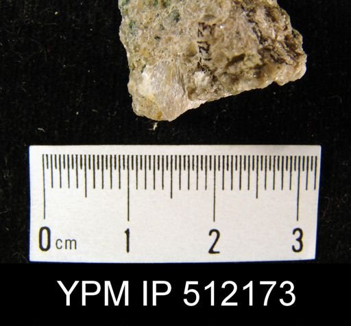 undet. Brachiopoda