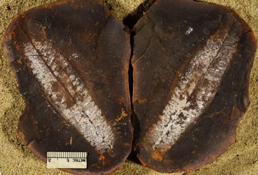 Pecopteris sp.