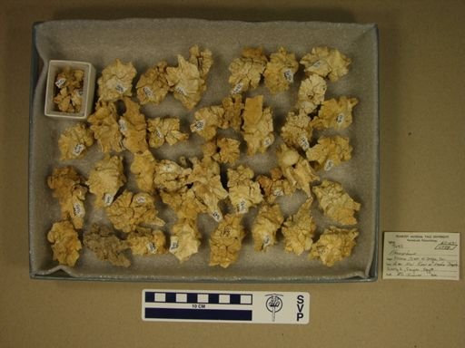 Pterosphenus sp.