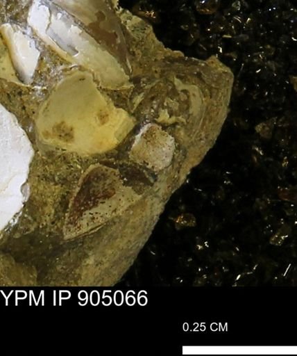 undet. Bivalvia