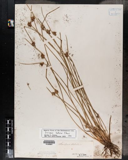 Scirpus hotarui