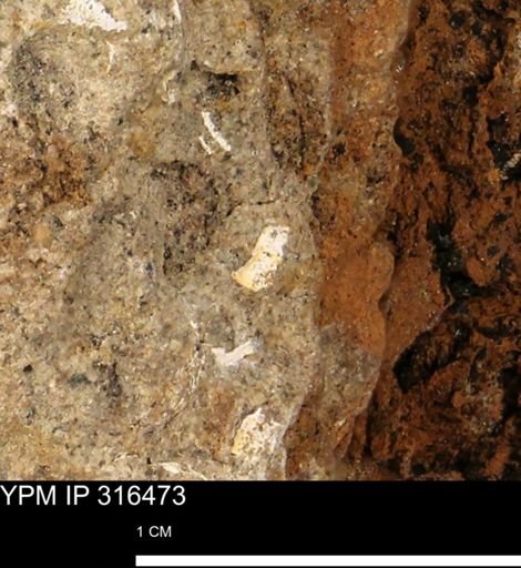 undet. Mollusca