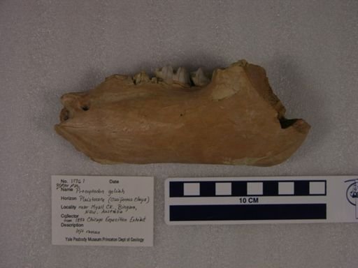 Procoptodon goliah