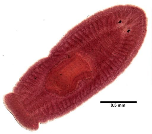 Bdelloura