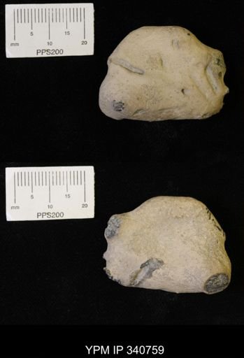 undet. Ichnofossil