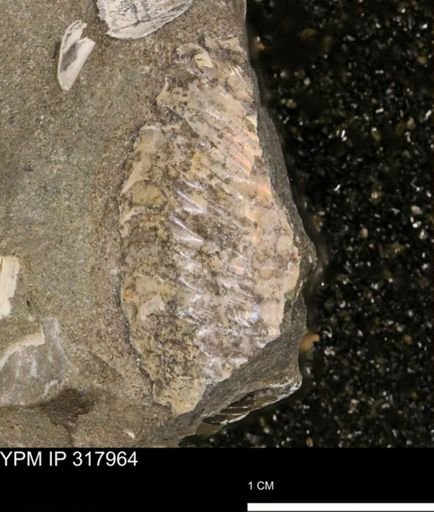 Hoploscaphites sp.