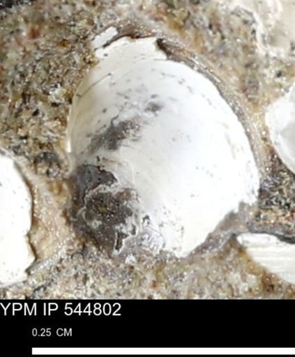 Corbulamella gregaria