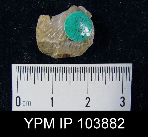 Uncinulus nucleolatus