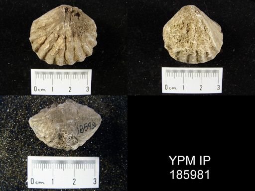 Meekella striatocostata