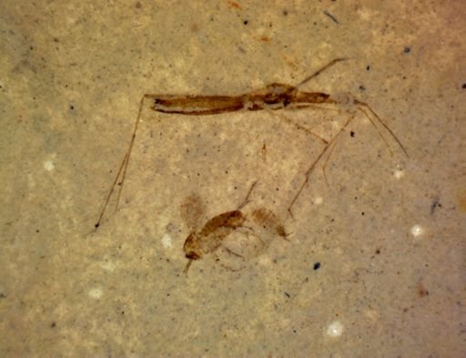 undet. Diptera