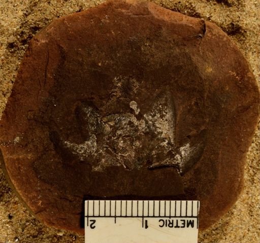 Lepidostrobus