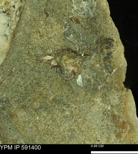 undet. Ammonoidea