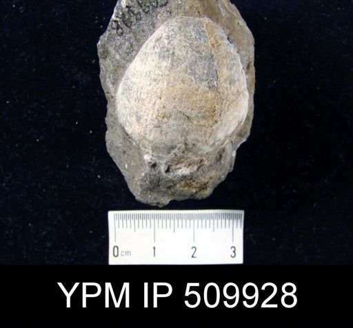 undet. Brachiopoda