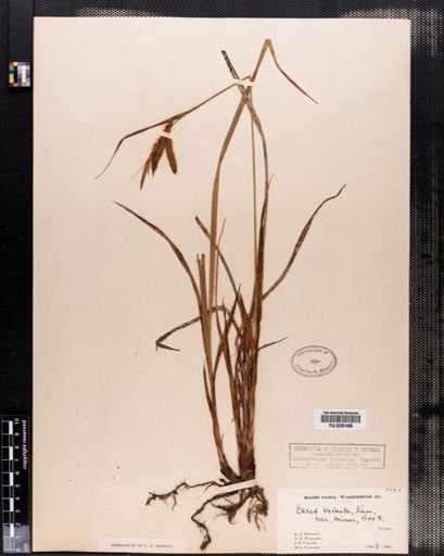 Plantae