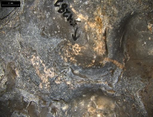 Aplocoma damesii