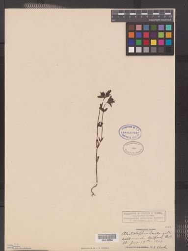 Rhinanthus crista-galli