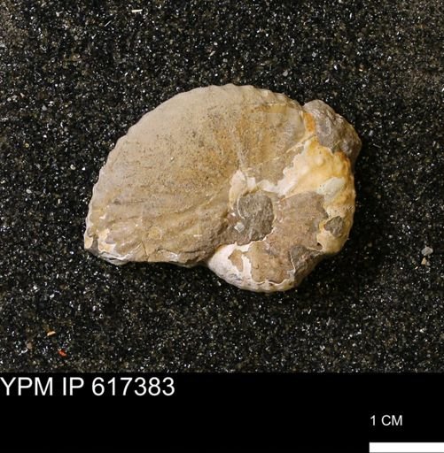 Discoscaphites sp.