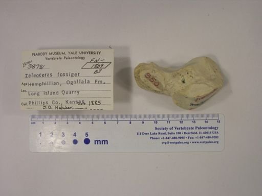 Teleoceras fossiger