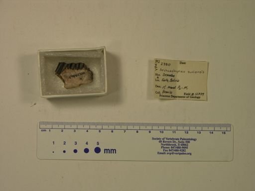 Archaeohyrax suniensis