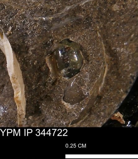 undet. Mollusca