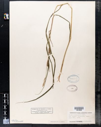 Carex trichocarpa