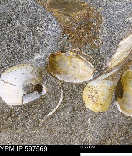 Protocardia sp.