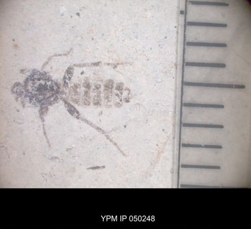 undet. Hexapoda