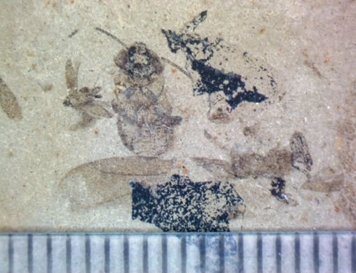 undet. Blattodea