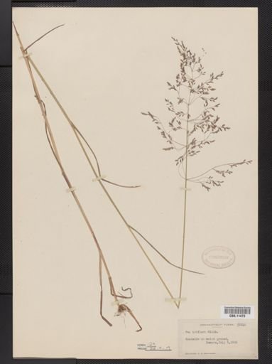 Poa palustris