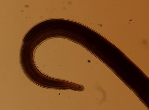 Hedruris chandleri