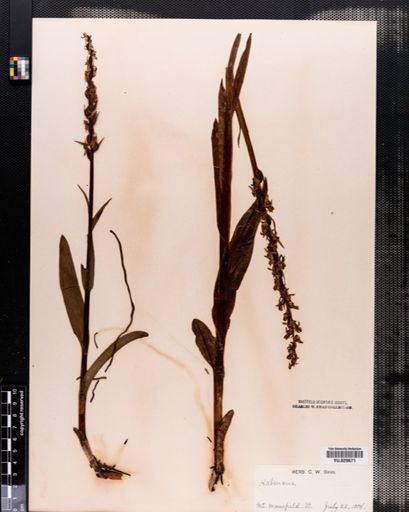 Habenaria