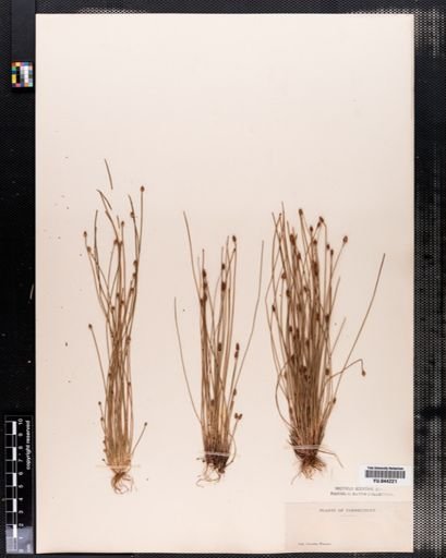 Plantae