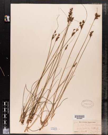 Juncus