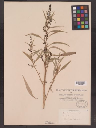 Amaranthus cannabinus