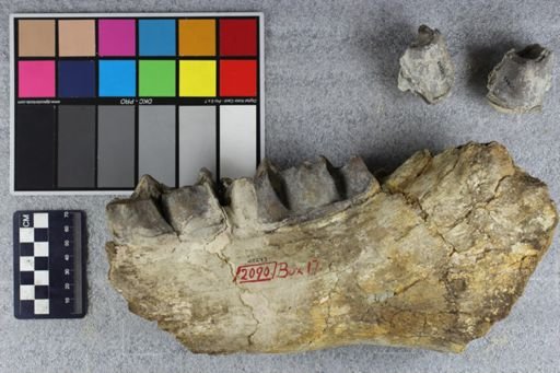 Brontotherium?