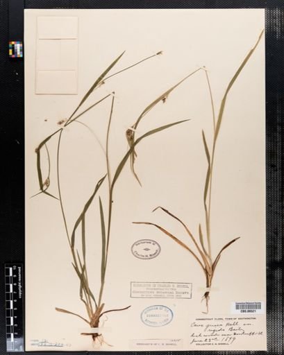 Carex amphibola