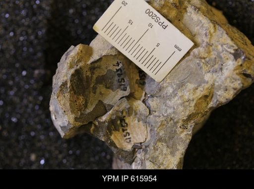 Inoceramus sp.