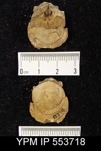 undet. Stringocephaloidea